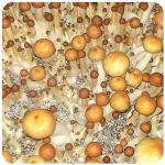 Псилоцибиновые (галлюциногенные)  грибы Psilocybin "Golden Teacher" в Шелехове