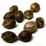 Семена марихуаны АК-47  (Seeds AK-47) в Шелехове